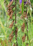 IMG_6983