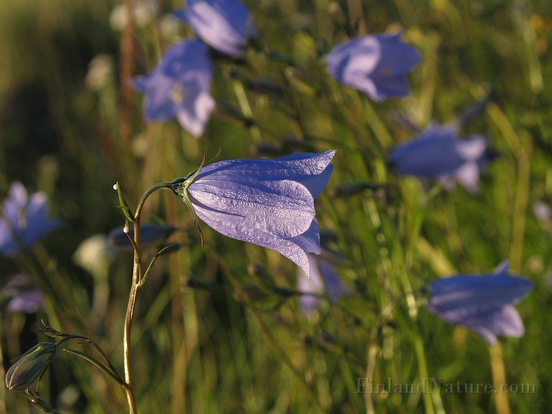 Campanula_rotundifolium3.jpg