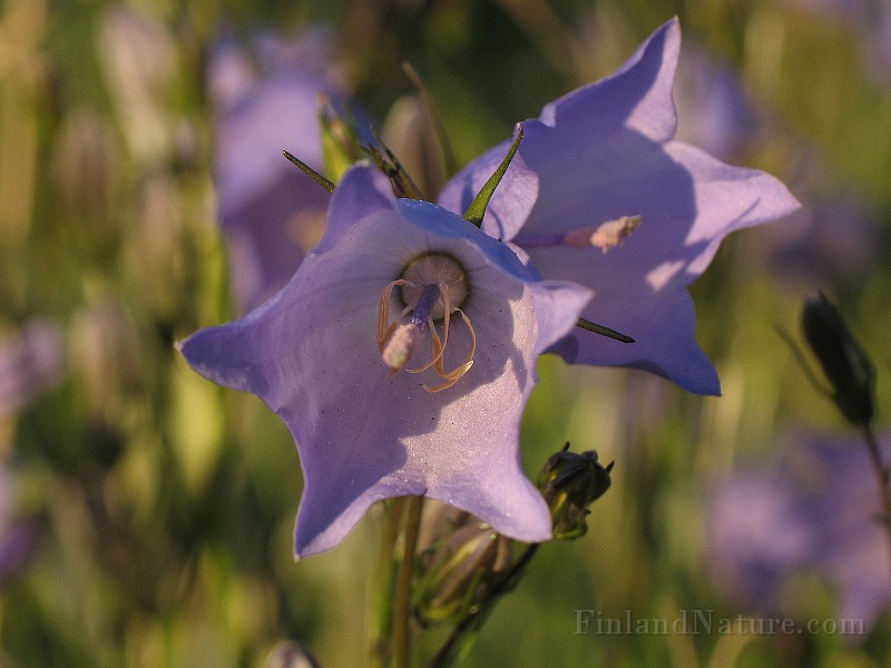 Campanula_rotundifolium4.jpg