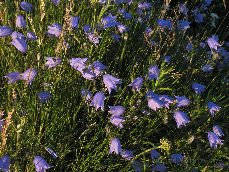 Campanula_rotundifolium6.jpg