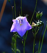 IMG_6598