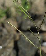 IMG_7584