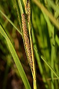 IMG_1411