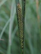 IMG_1779