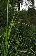 IMG_1783