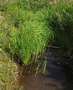 IMG_9239