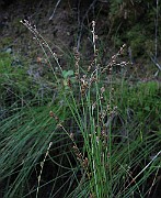 IMG_5529