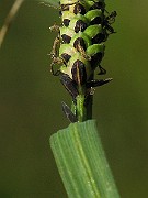 IMG_4111