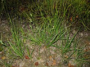 IMG_4113