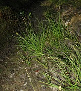 IMG_4130
