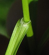 IMG_4212