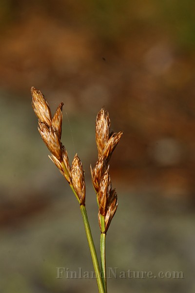 IMG_1475.JPG