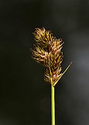 IMG_1125