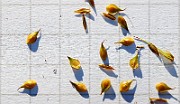 IMG_1347