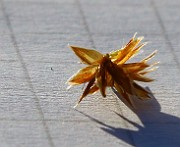 IMG_1353