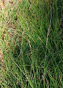 IMG_1481