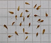 IMG_1536