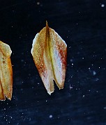 IMG_9729