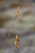 IMG_0487