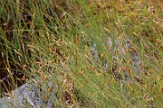 IMG_0498