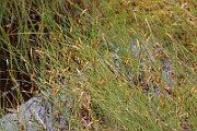 IMG_0499