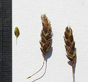 IMG_4539
