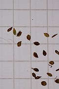 IMG_1517