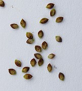 IMG_4595