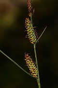 IMG_1433