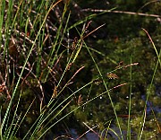 IMG_1438