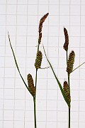 IMG_1498