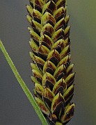 IMG_6675