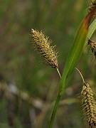 IMG_6774