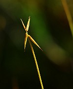 IMG_0061