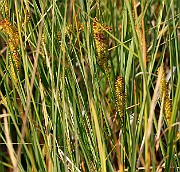 IMG_1077