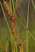 IMG_1451
