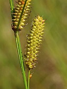IMG_1459