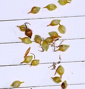 IMG_1466