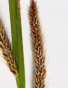 IMG_7184b