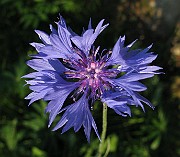 IMG_4807