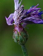 IMG_6889