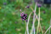 IMG_6892