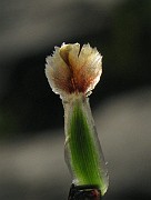 IMG_4318