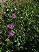 IMG_4440