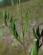 IMG_7797