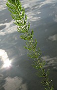 IMG_2666