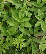 IMG_0352c