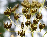 IMG_0354