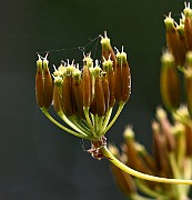 IMG_0358