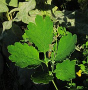 IMG_6349